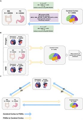 Deciphering the brain-gut axis: elucidating the link between cerebral cortex structures and functional gastrointestinal disorders via integrated Mendelian randomization